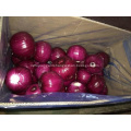 Fresh Peeled Onion with good quality